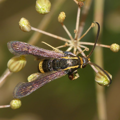 Carmenta pyralidiformis