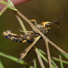 Carmenta pyralidiformis