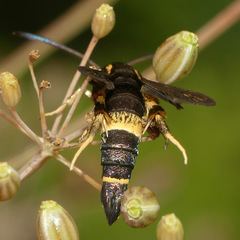 Carmenta pyralidiformis