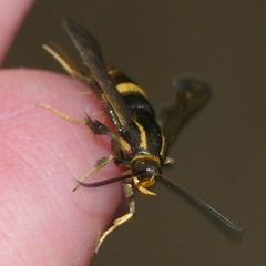 Carmenta pyralidiformis