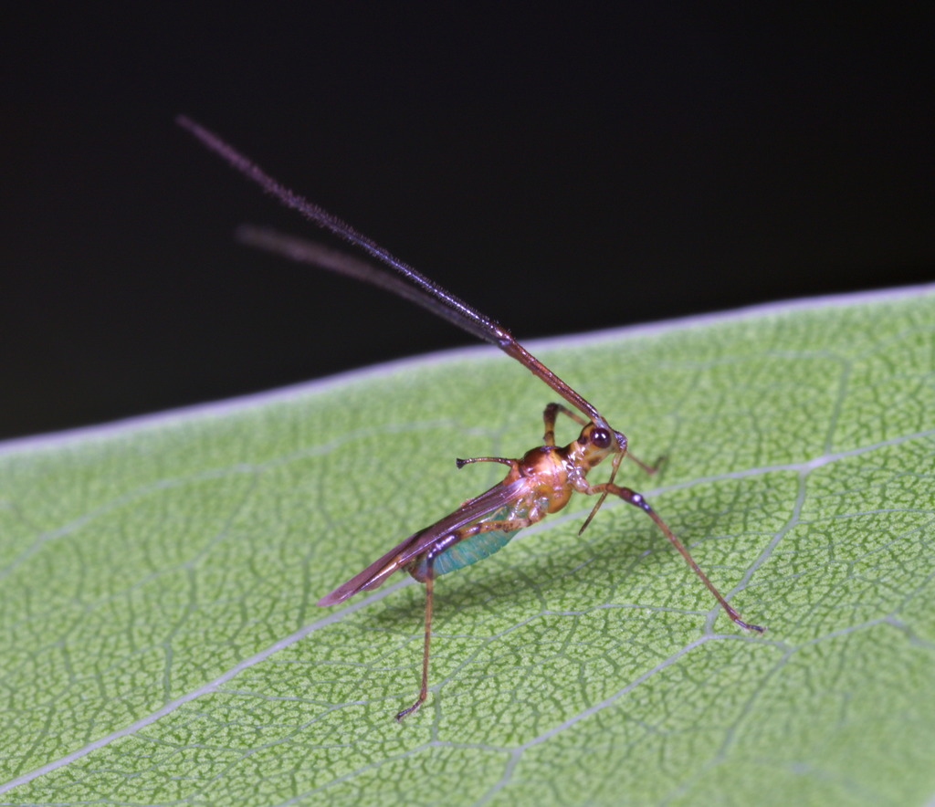 Chinche mosquito del té en una planta
