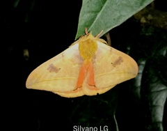Automeris belti