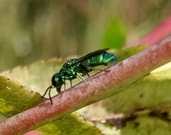 Chrysidea