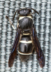 Euodynerus schwarzi