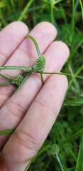 Cyperus hortensis
