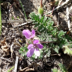 Erodium cicutarium