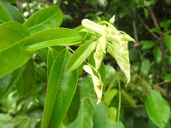 Calyptrion arboreum