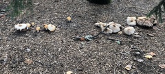 Fungi