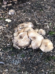 Fungi