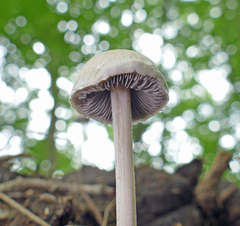 Panaeolus solidipes
