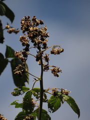Rubus floribundus