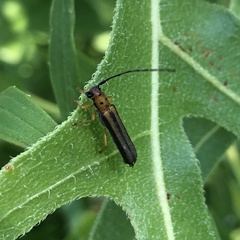Oberea tripunctata