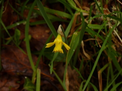 Narcissus minor
