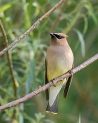 Bombycilla cedrorum image