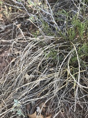 Astragalus flexuosus