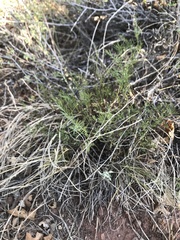 Astragalus flexuosus