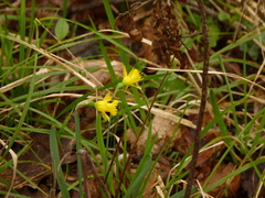 Narcissus minor
