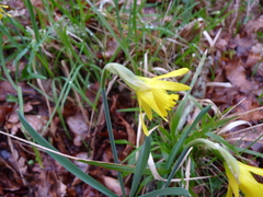 Narcissus minor