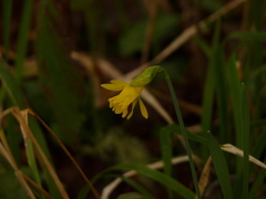 Narcissus minor