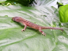 Lepidophyma