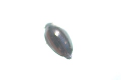 Gyrinus