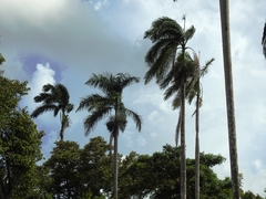 Roystonea dunlapiana