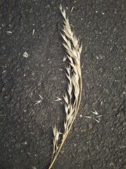 Bromus racemosus