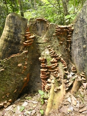 Polyporales