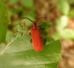 Lopheros rubens