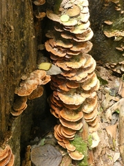 Polyporales