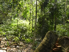Polyporales