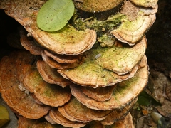 Polyporales