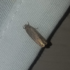 Platyedra subcinerea