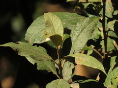 Critoniopsis bogotana