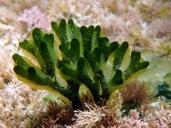 Codium tomentosum
