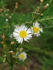 Erigeron strigosus strigosus
