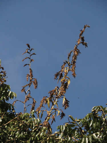 Tillandsia denudata André