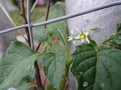 Solanum emulans