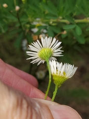 Erigeron strigosus strigosus