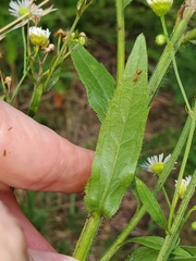 Erigeron strigosus strigosus