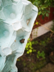 Amphipyra tragopoginis