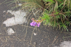 Penstemon gentianoides