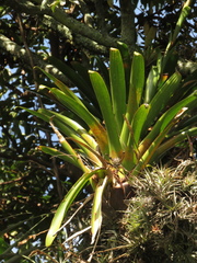 Tillandsia denudata