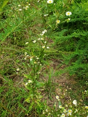 Erigeron strigosus strigosus