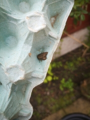 Amphipyra tragopoginis