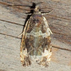 Olethreutes versicolorana