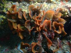 Pentapora