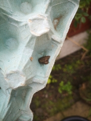 Amphipyra tragopoginis