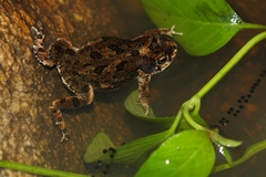 Poyntonophrynus fenoulheti