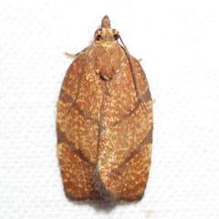 Argyrotaenia juglandana